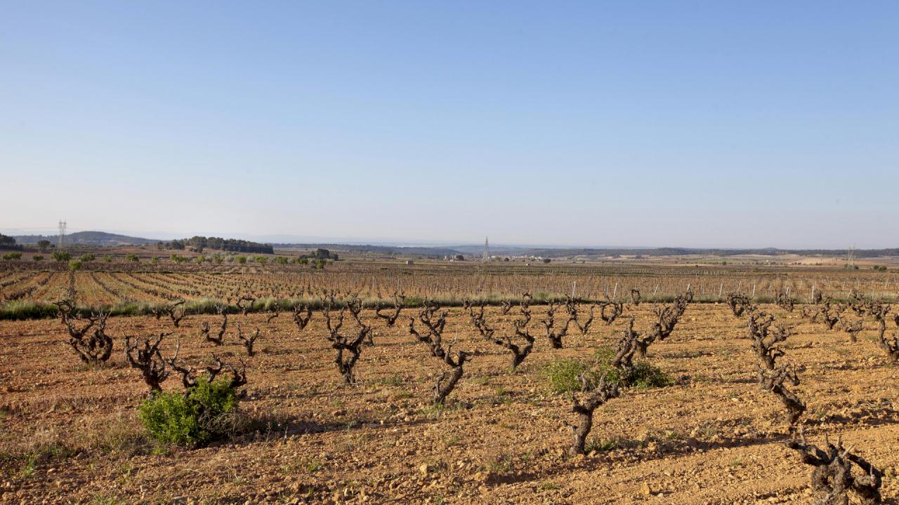 Winery to vinify 2M liters of wine