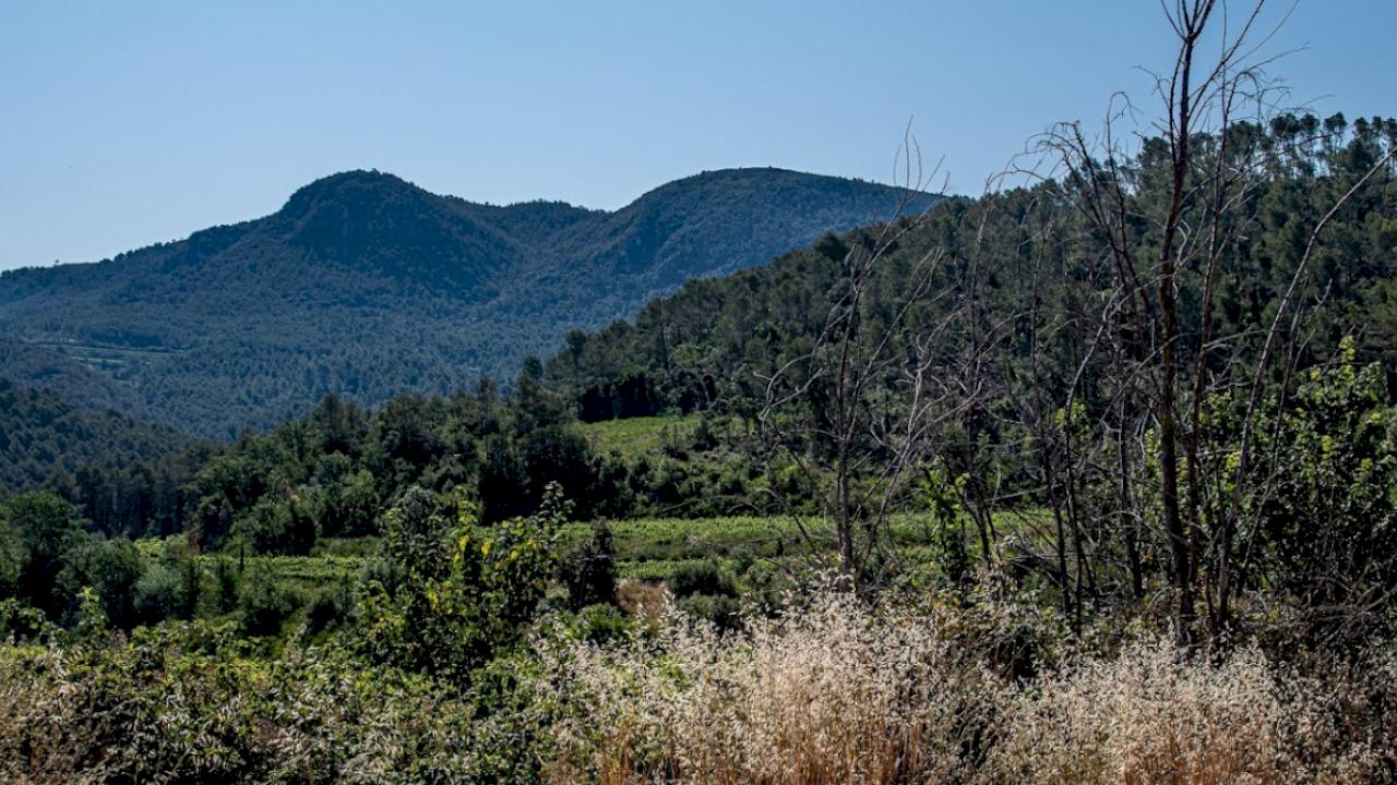 Gran finca superior a 200 ha con bodega y Masía.