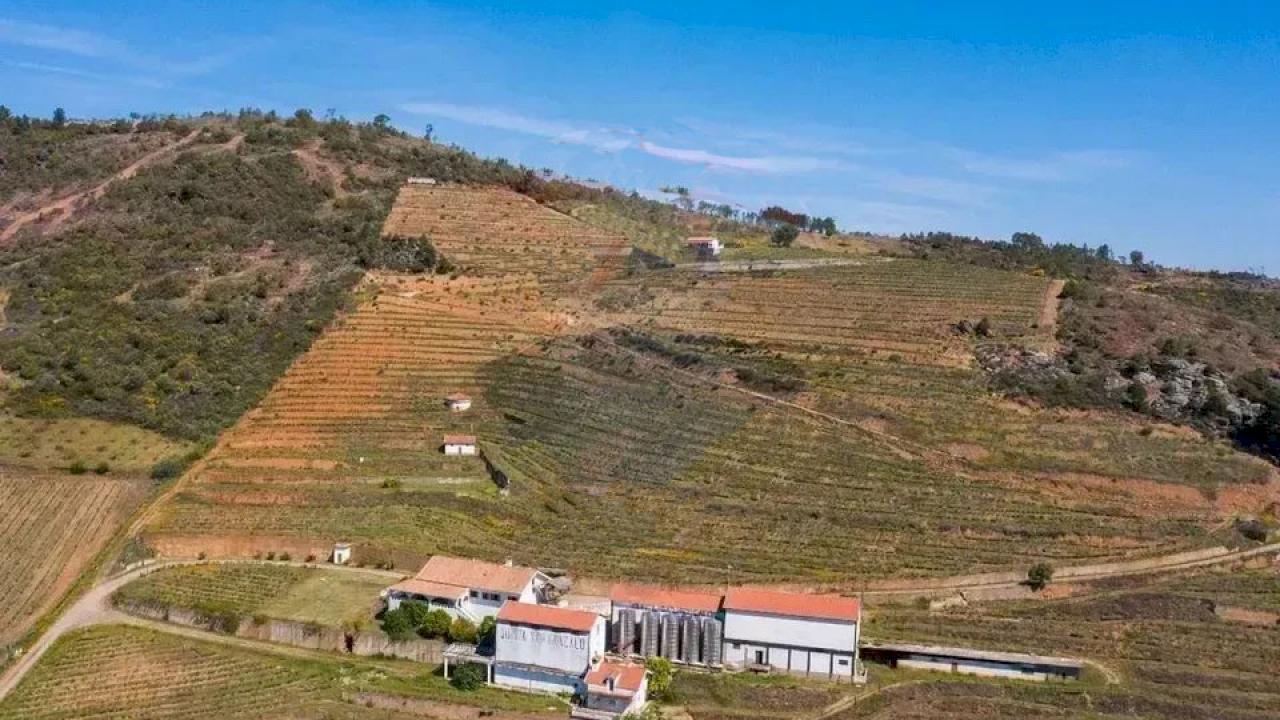 Adega histórica com casa senhorial e 5 ha de vinha.