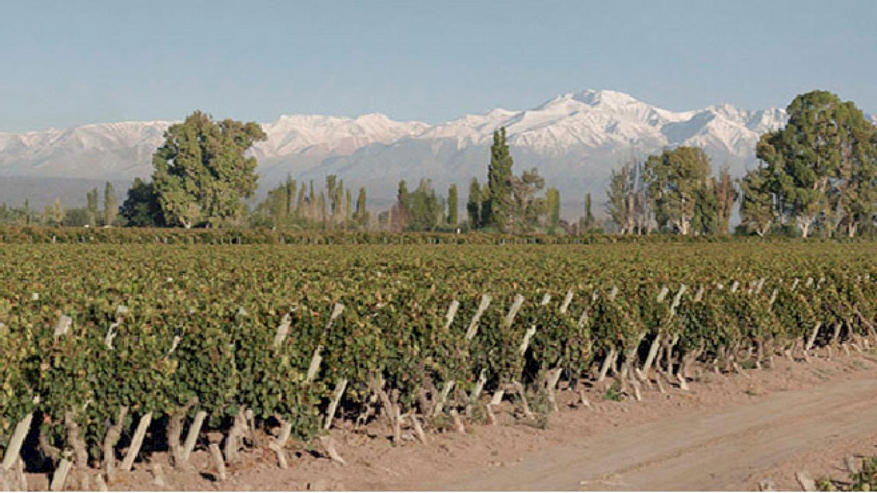 Profitables Weingut mit 250 Hektar Rebfläche.