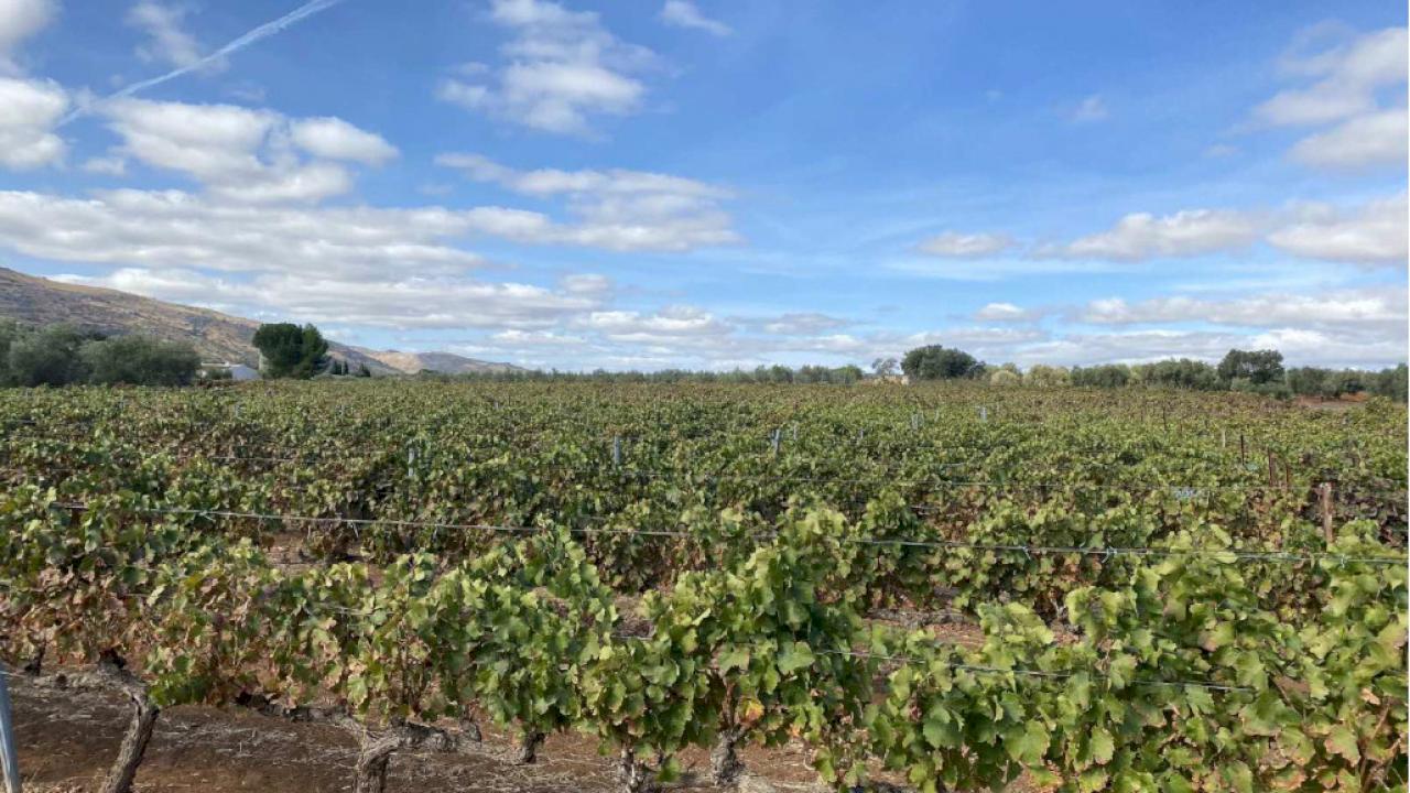 Profitables Weingut in der Provinz Malaga.