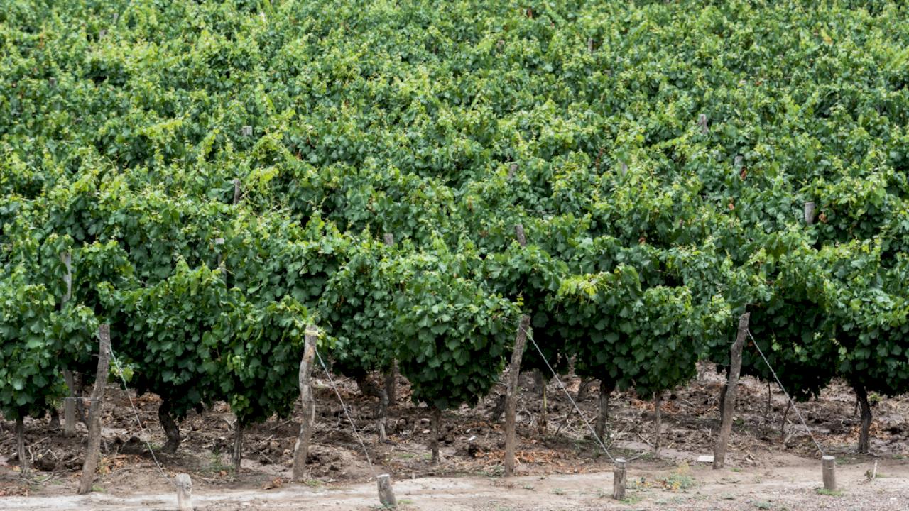 Domaine viticole orienté vers l'export avec une production de plus de 2 millions de bouteilles.
