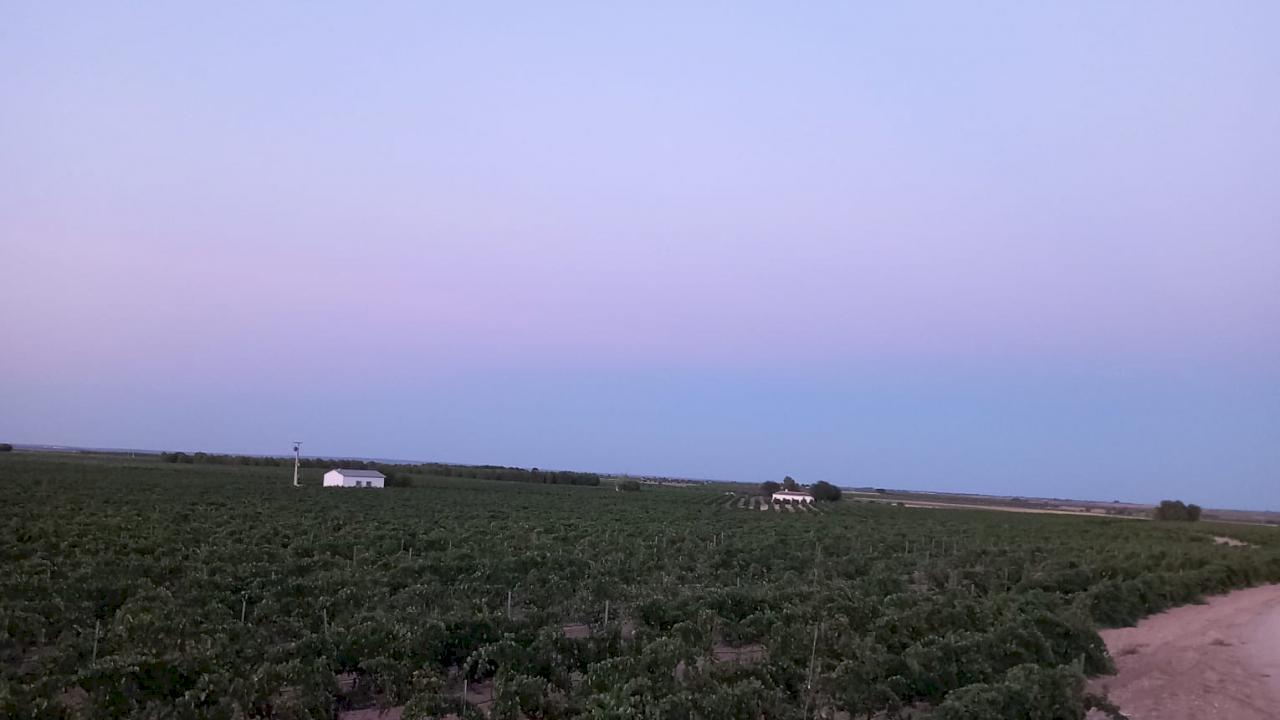 Terrain avec 83 vignobles entre Tolède et Ciudad Real