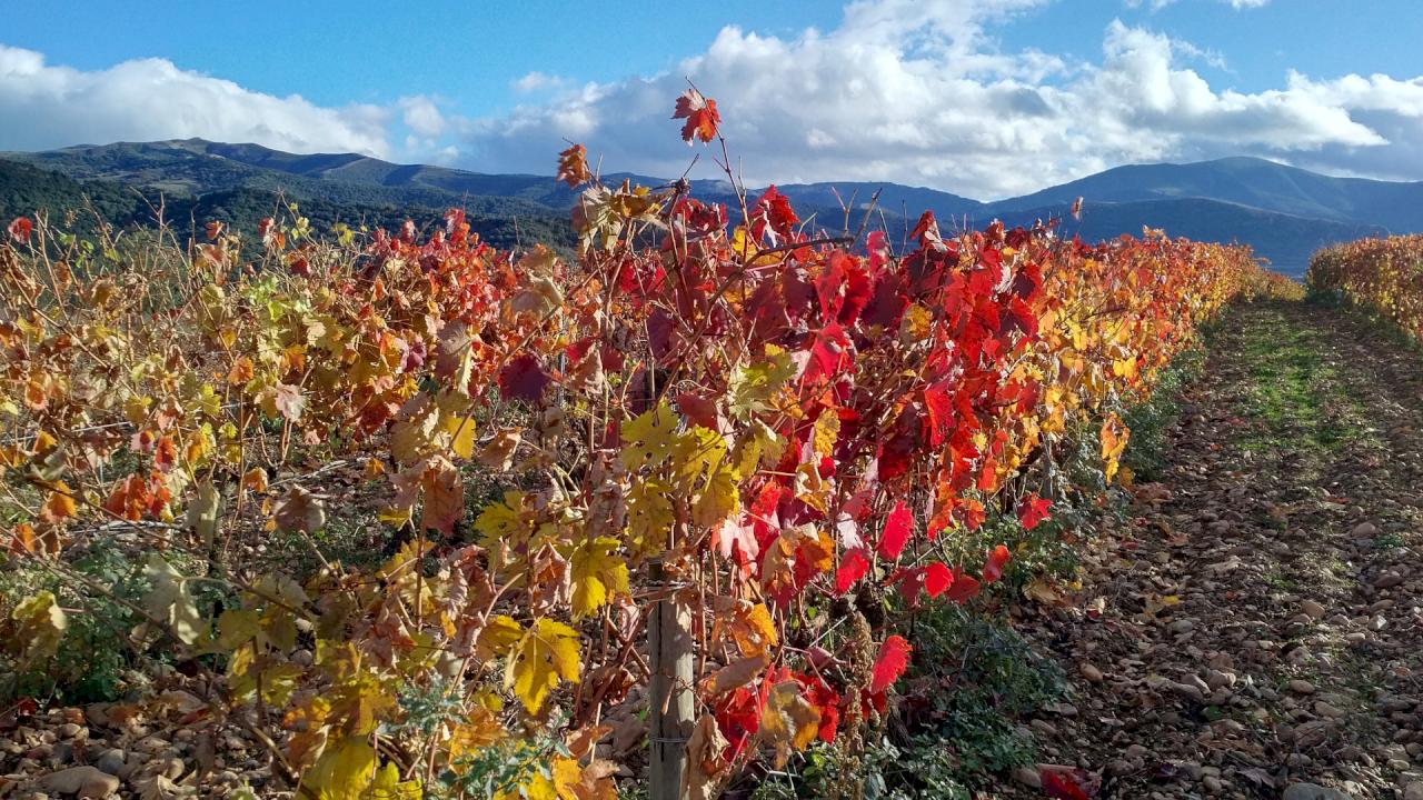 Profitables Weingut in der Rioja Alavesa.