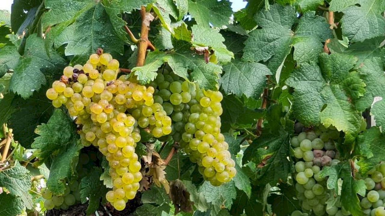 Mittelgroßes Weingut mit eigenem Weinberg und Traubenkaufverträgen.
