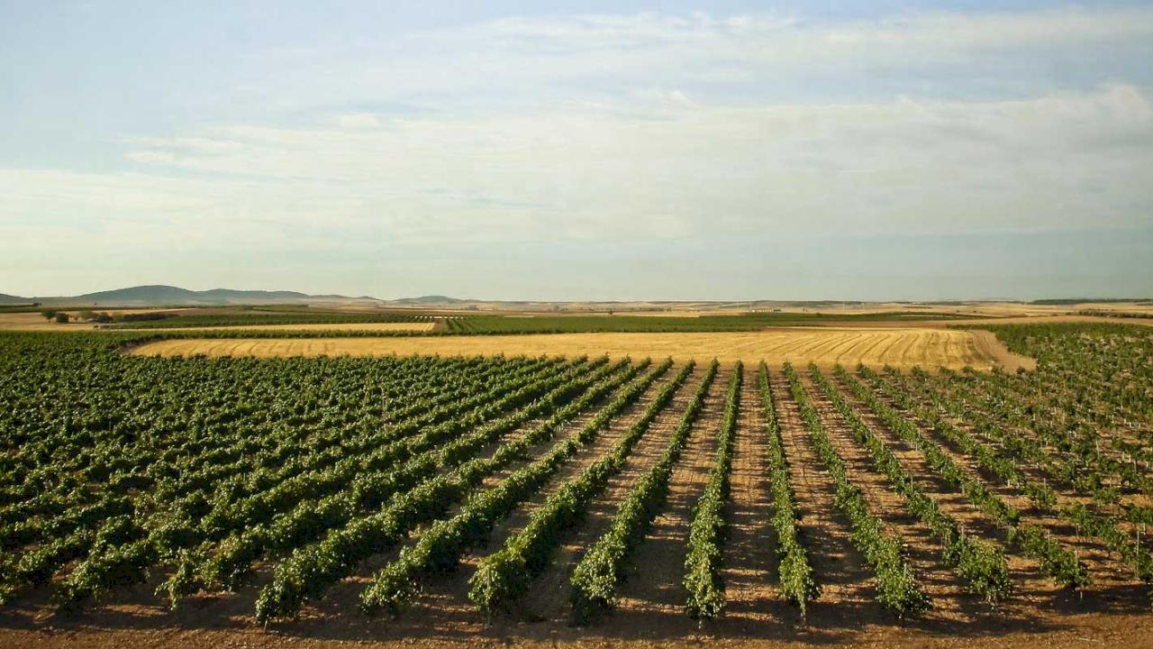 Bodega con 300 ha de finca, la mitad viñedos y otros cultivos.