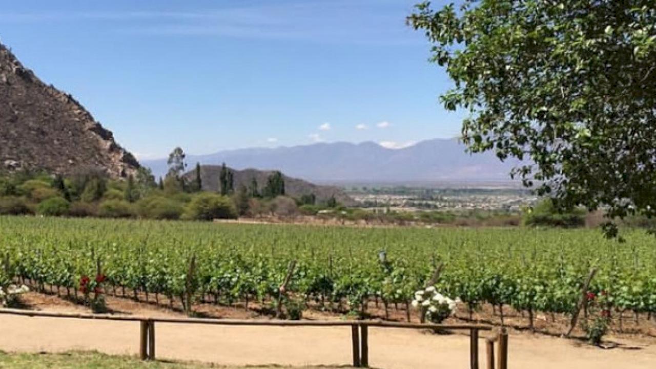Small winery with house and 14 hectares of vineyard in Cafayate