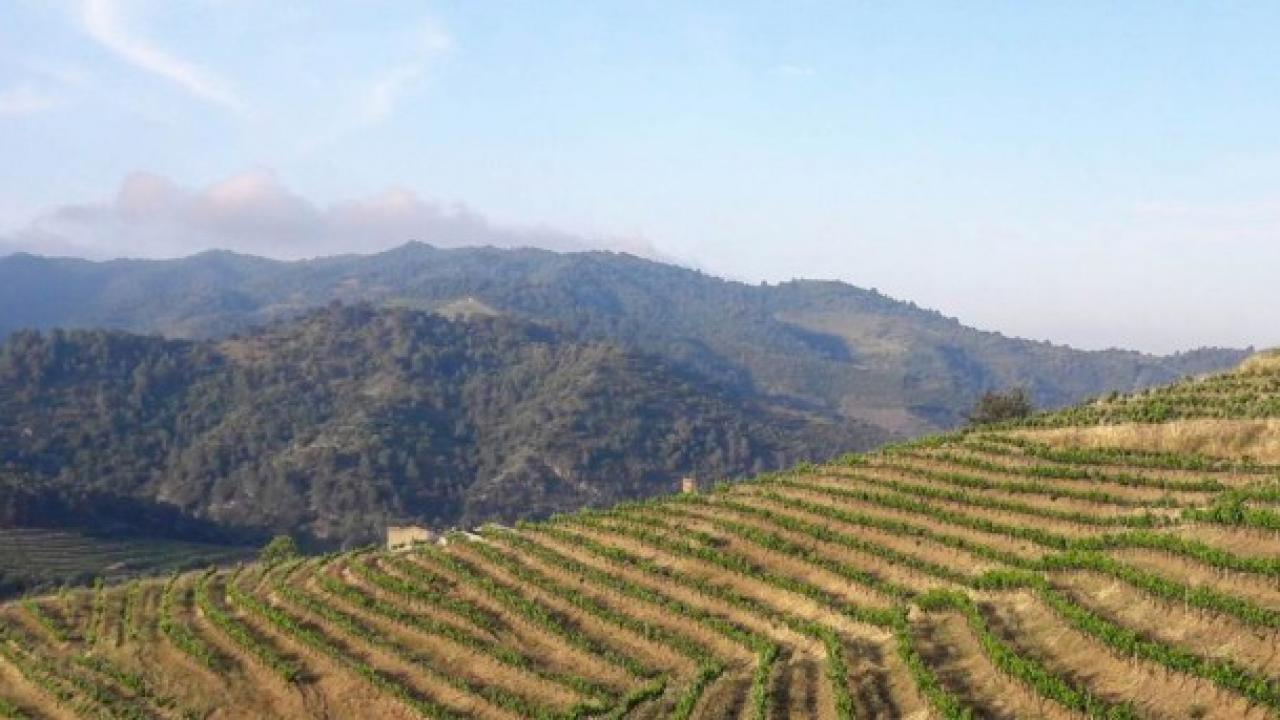 Weingut mit 7 Hektar Weinbergen im Herzen von Priorat.