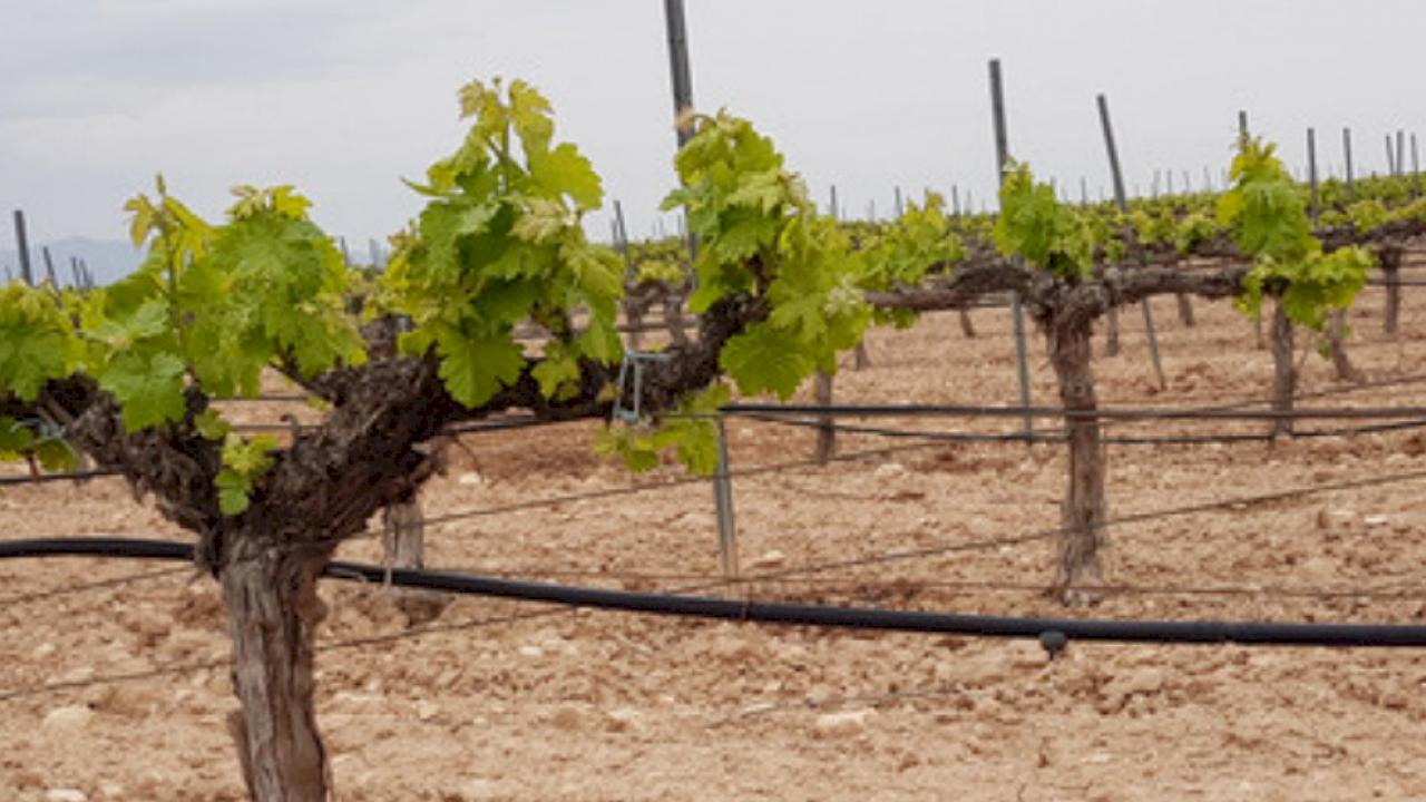 Domaine viticole avec 250 hectares de vignes, d'oliviers et d'amandiers