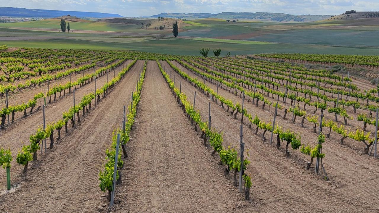 Kleines Weingut im Herzen von Ribera del Duero mit 4 Hektar Weinbergen.