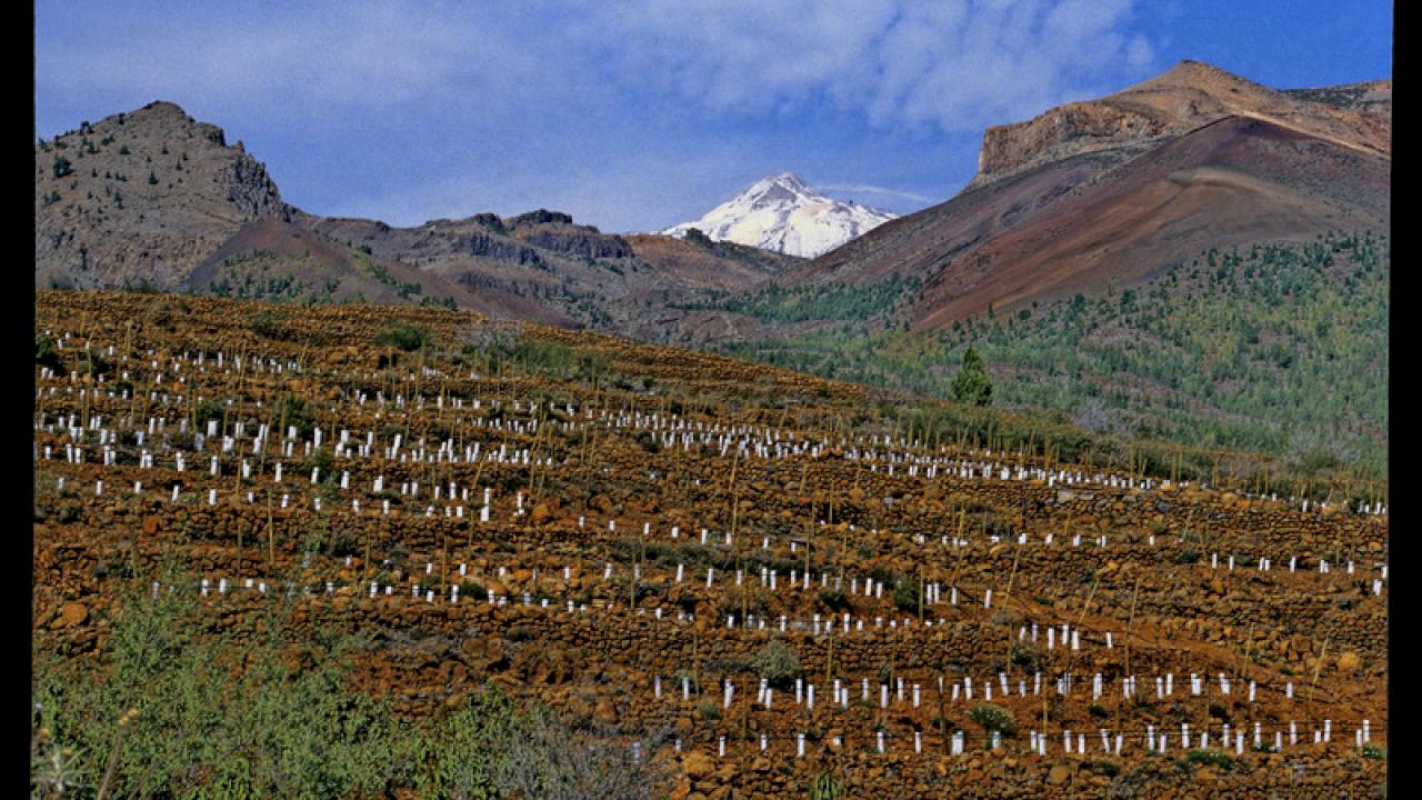 Magnifica azienda vinicola nel sud di Tenerife con 97 ettari di aziende agricole, di cui 35 ettari di vigneti