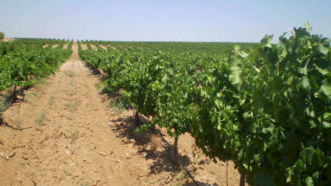 Large production winery in DO La Mancha.
