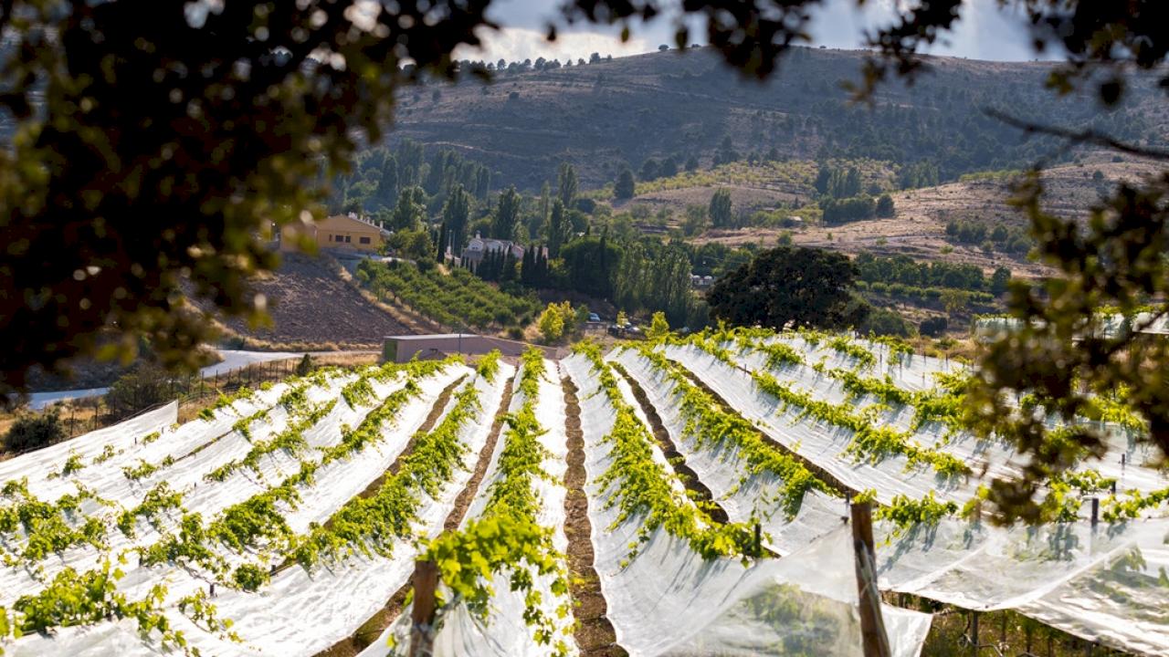 Bodega y casa con 2.5 ha de viñedo, vinos de altura y de gran calidad.
