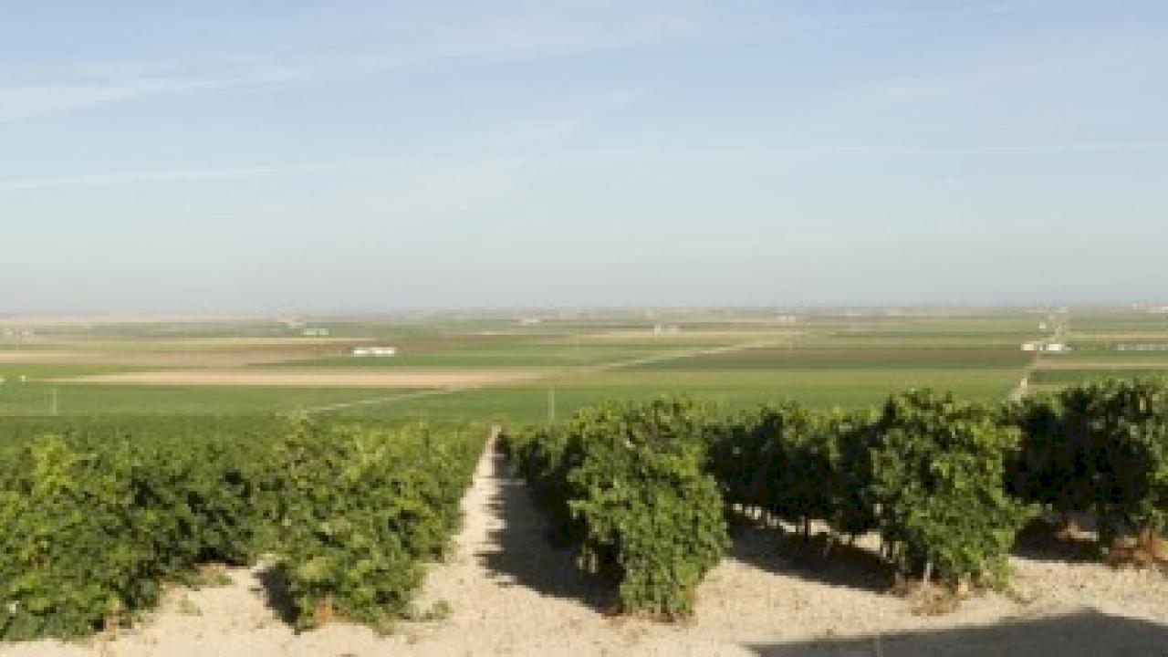 Weingut in Jerez mit Weinberg und Solera.