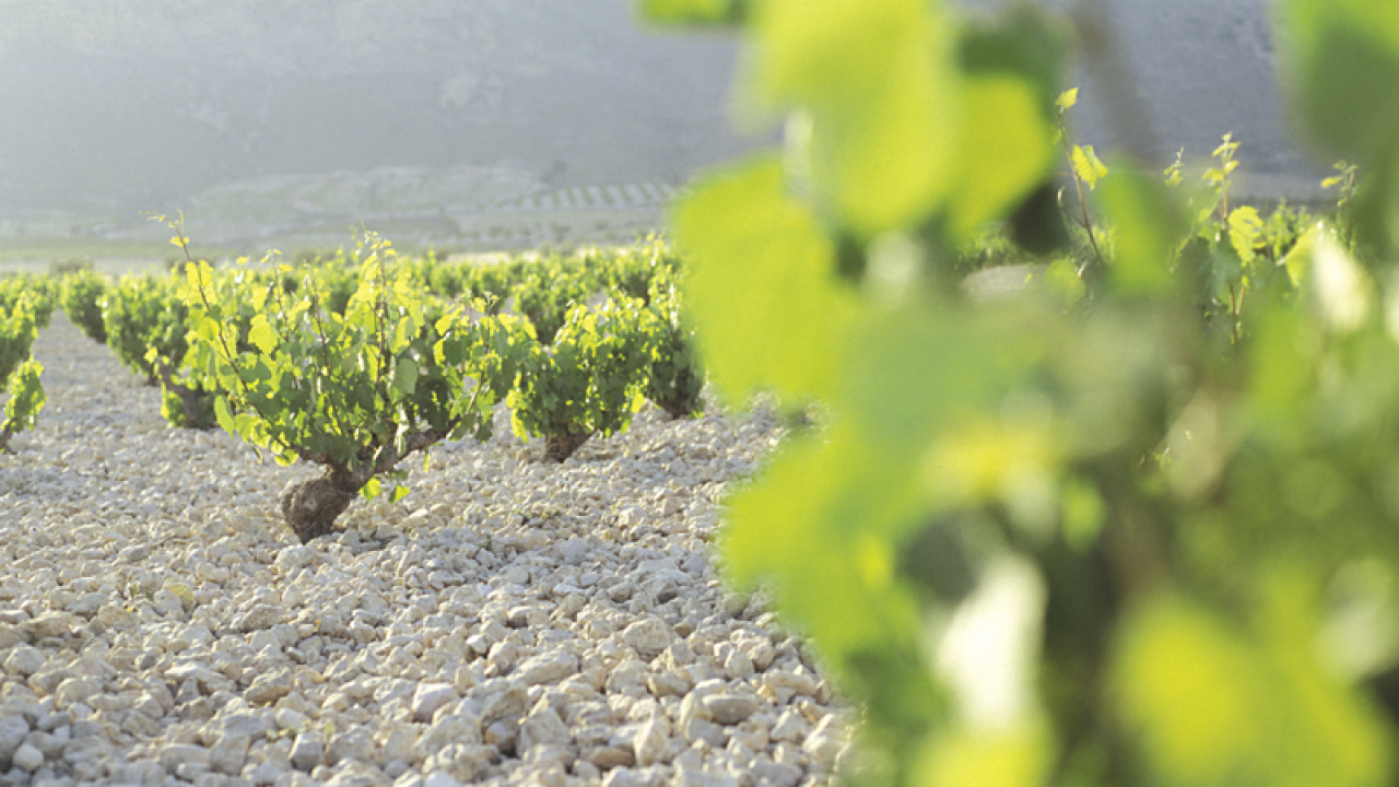 Domaine viticole de charme avec vignobles de haute altitude.