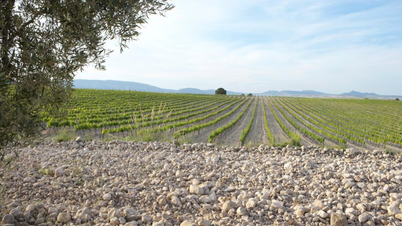 Opportunité d'investissement. Domaine viticole avec 73 hectares de terrain et des vignes de 30 ans, variété indigène Forcallat.