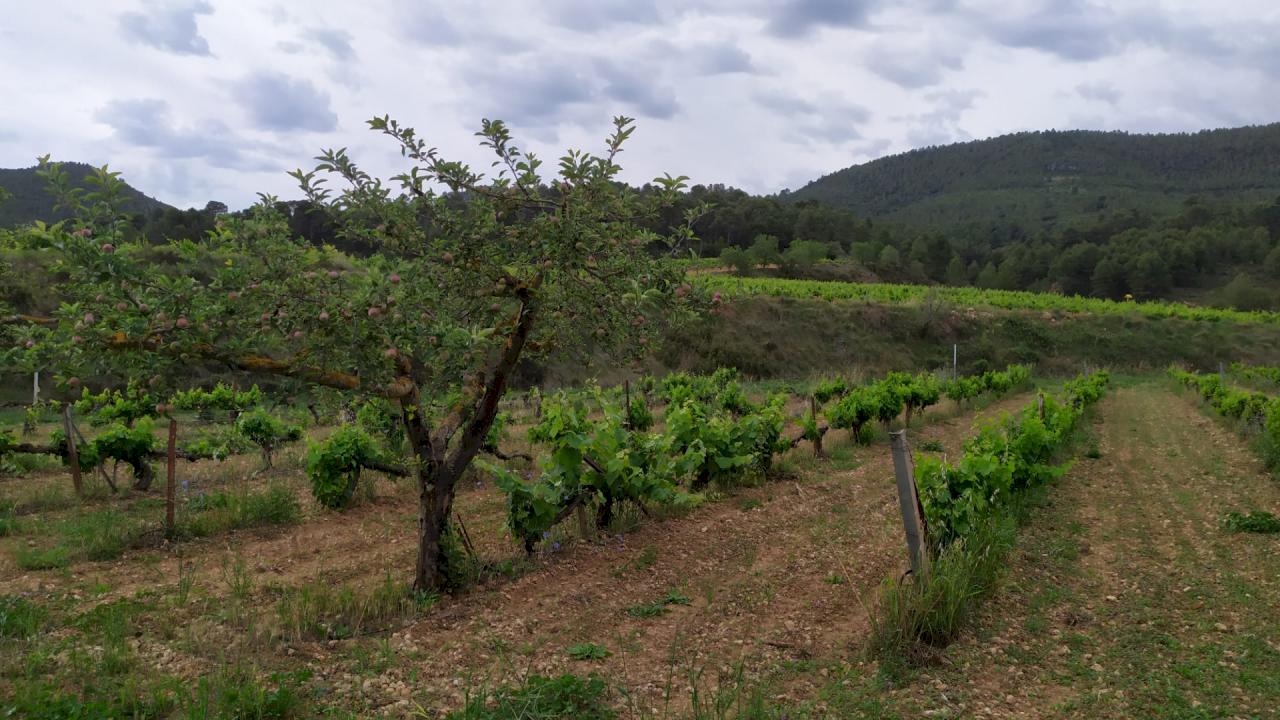 18 ha großes Anwesen mit 25000 gepflanzten Weinreben.