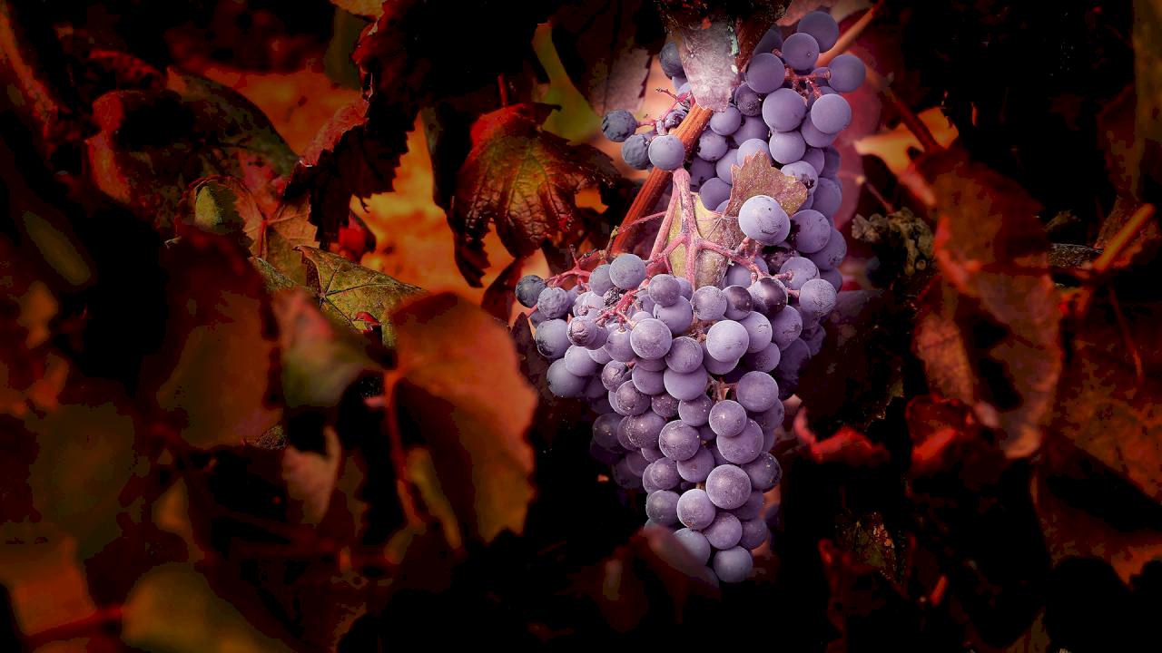 Azienda vinicola accogliente a El Bierzo con 4 ettari di vigneto.