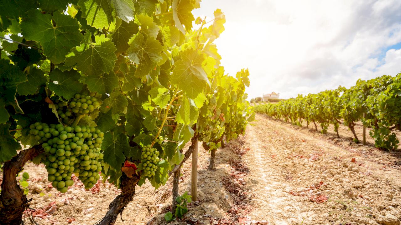 Casa con 12 ettari di vigneto con progetto di Cantina-Hotel a La Rioja Alavesa.