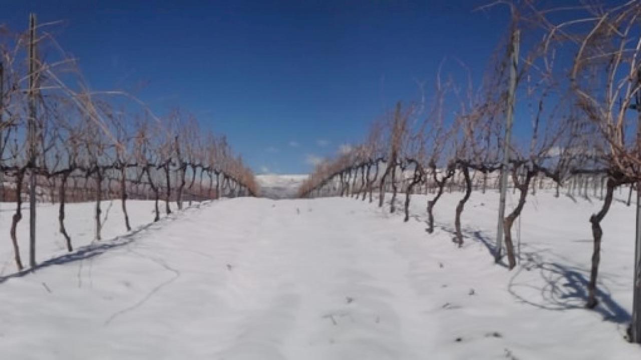 Beautiful winery with 7 hectares of vineyards and views of the sea and the Sierra Nevada mountains.