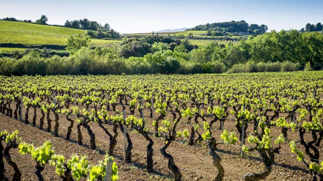 Winery producing natural wines