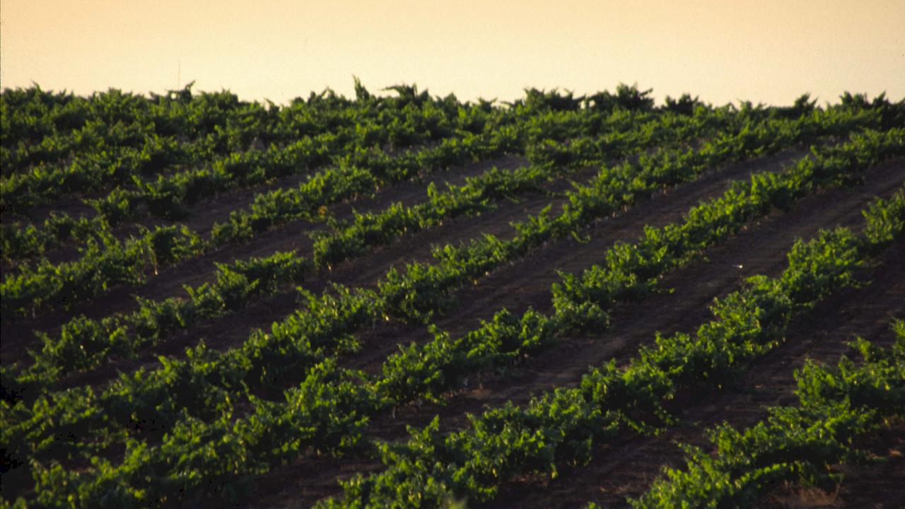 Weingut in DO Ribera del Guadiana zu verkaufen.