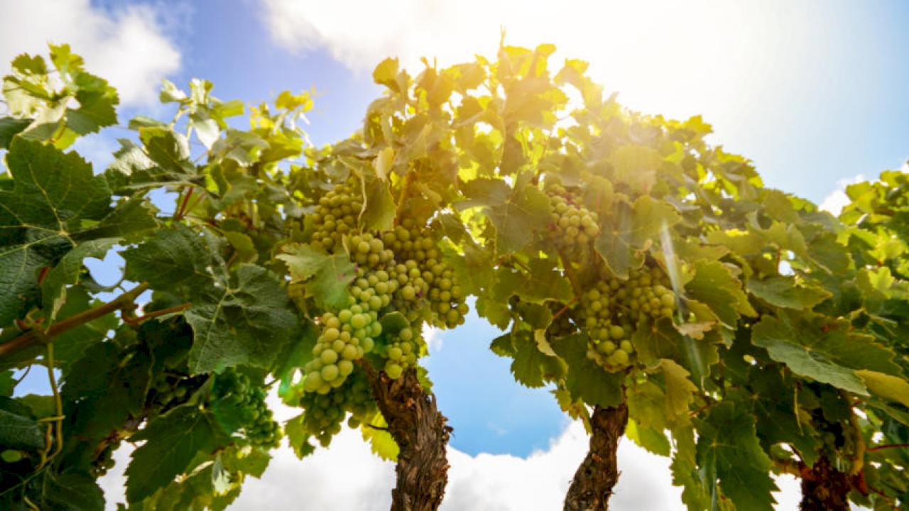 Hôtel avec cave et 30 hectares de vignoble.