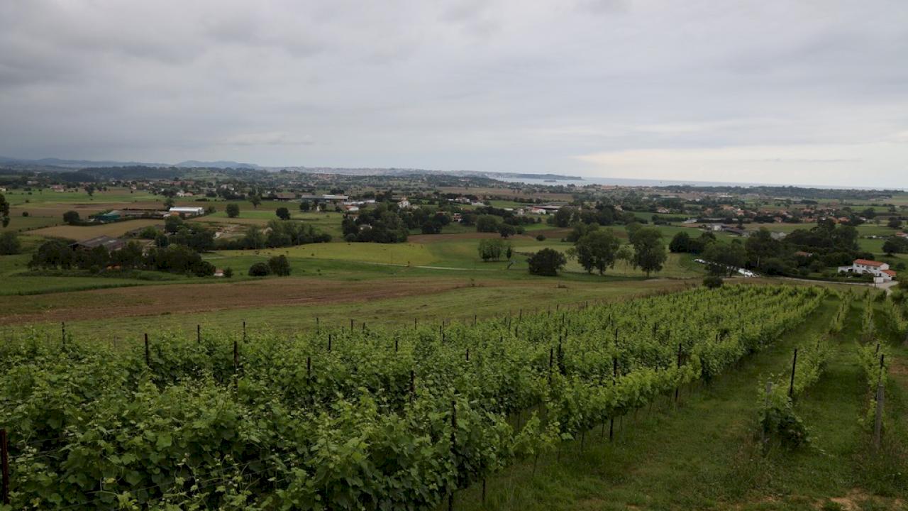 Cave avec maison et 4 hectares d'Albariño