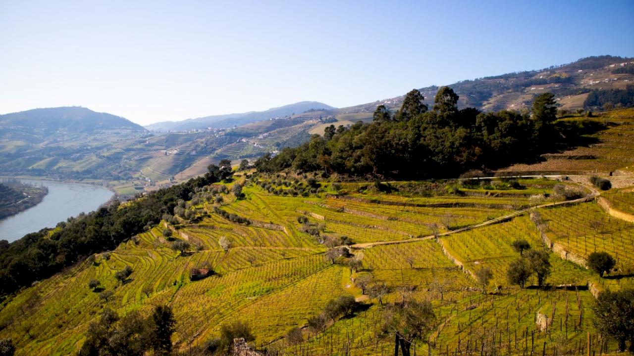 Maison historique avec oenotourisme et 25 ha de vignoble