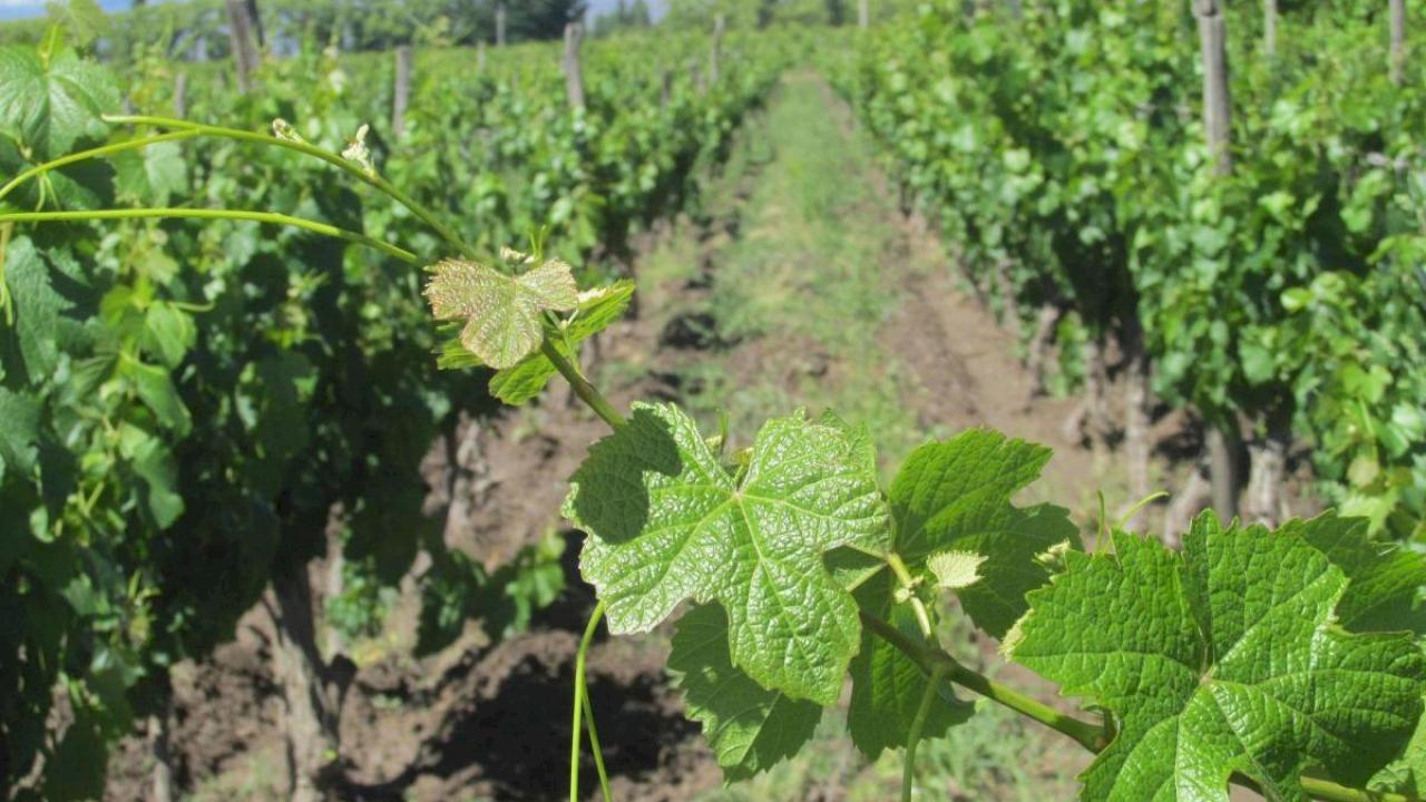 Domaine viticole avec 40 hectares de vignes.