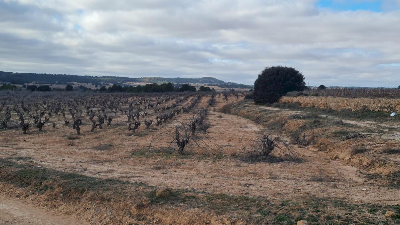 4 hectares of old vineyard in the Los Ruices area.