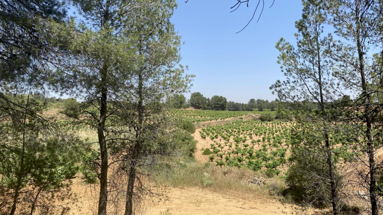 8 hectáreas de Macabeo y Bobal en ecológico.