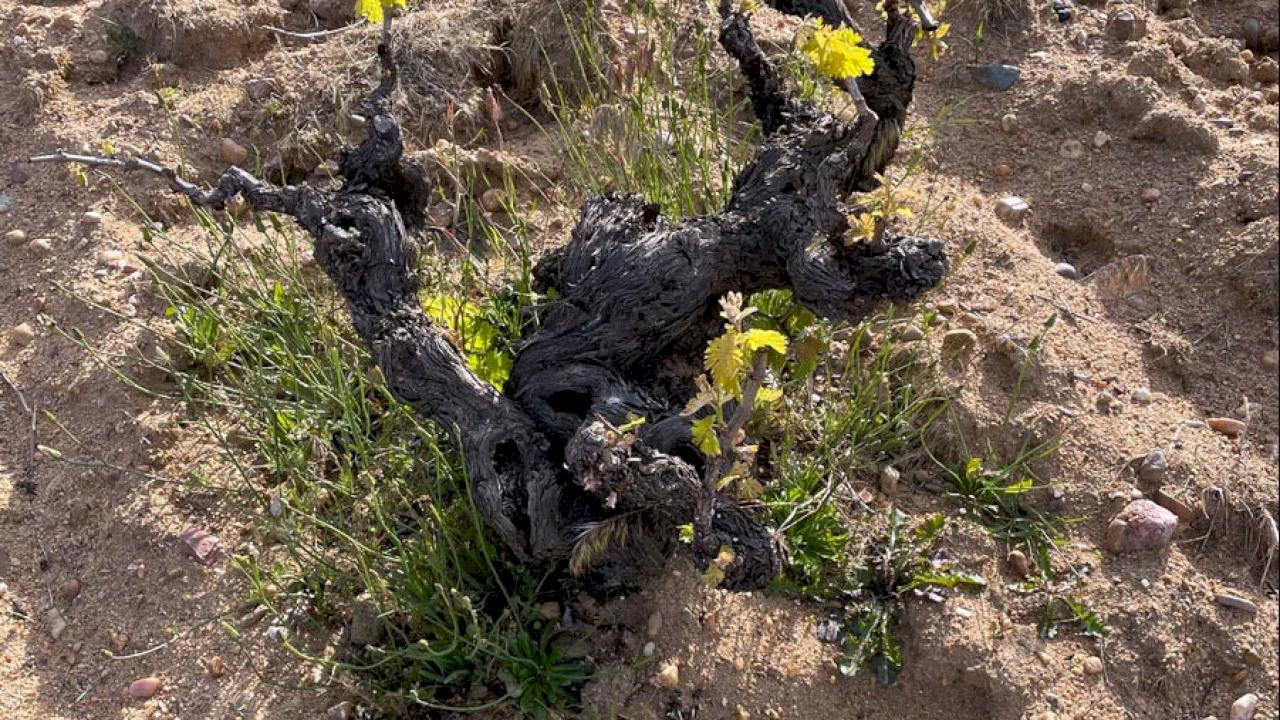 Charmant domaine viticole avec 8 hectares de vignes
