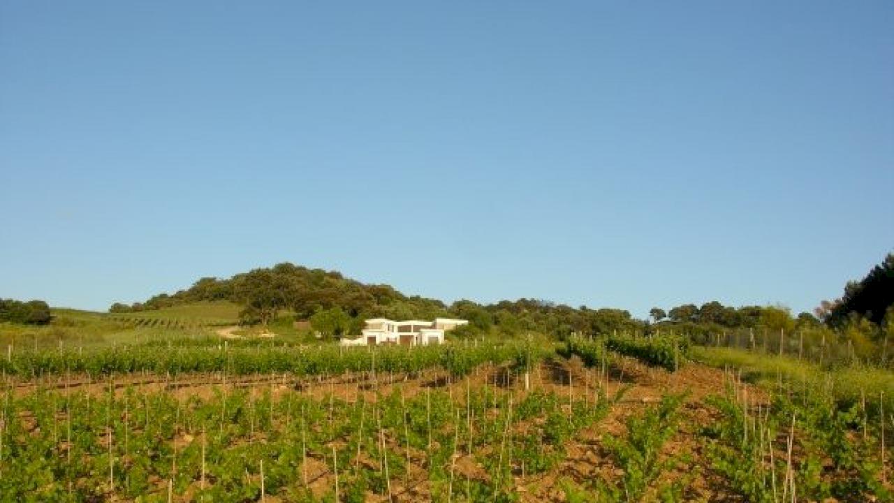 Cantina biologica con vigneti nella DO Málaga.