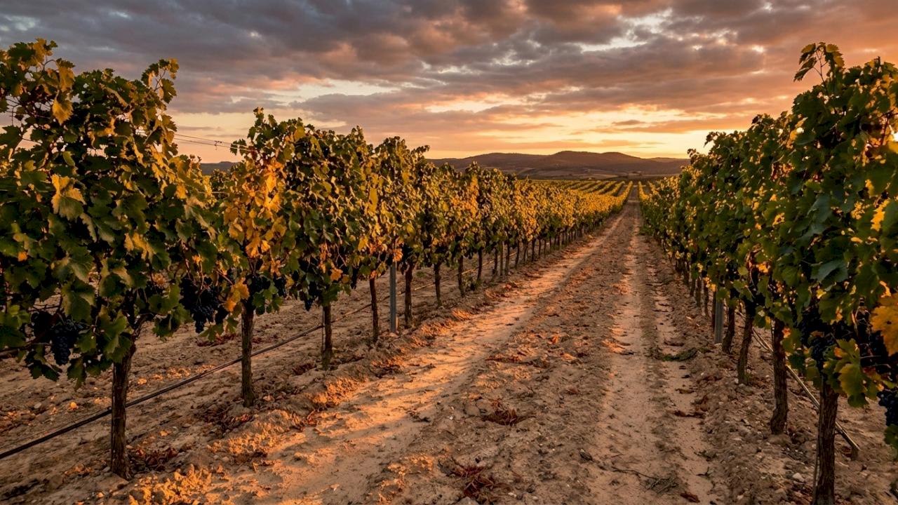 27 hectares of 27-year-old Tempranillo vines in a good area of ​​Burgos