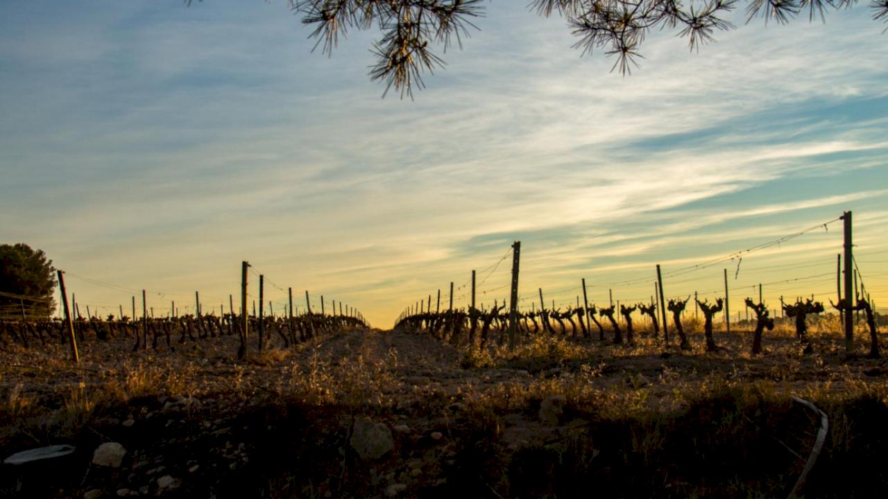 Estate with an 807 m² farmhouse and other ruined buildings, plus 42 hectares, some with vineyards.