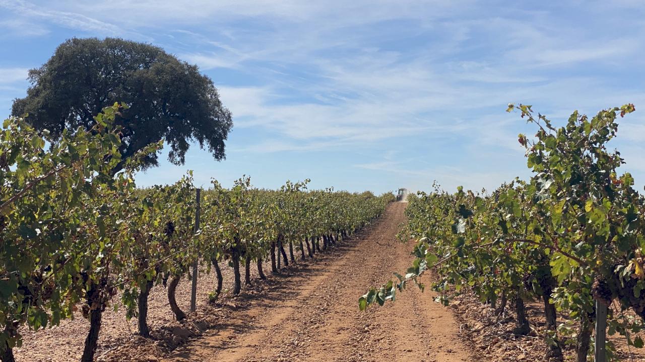 Weingut in La Mancha mit 50 Hektar Weinbergen