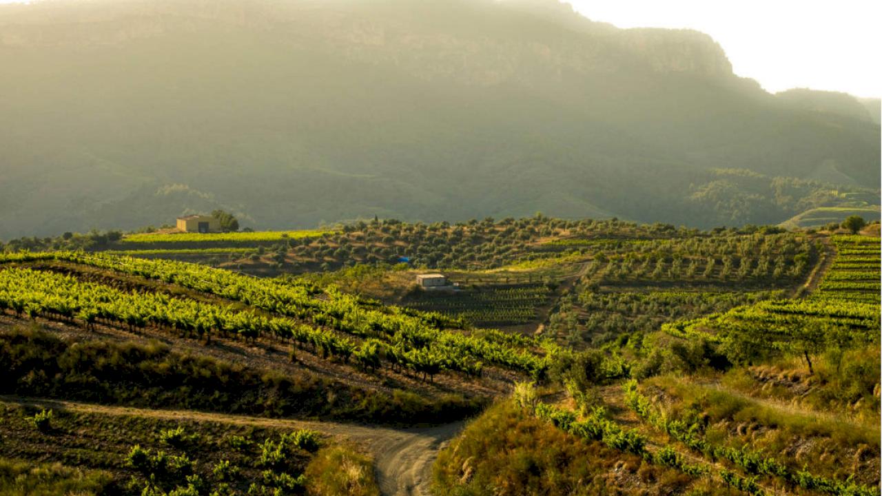 Domaine viticole de 10 hectares situé dans un cadre exceptionnel.