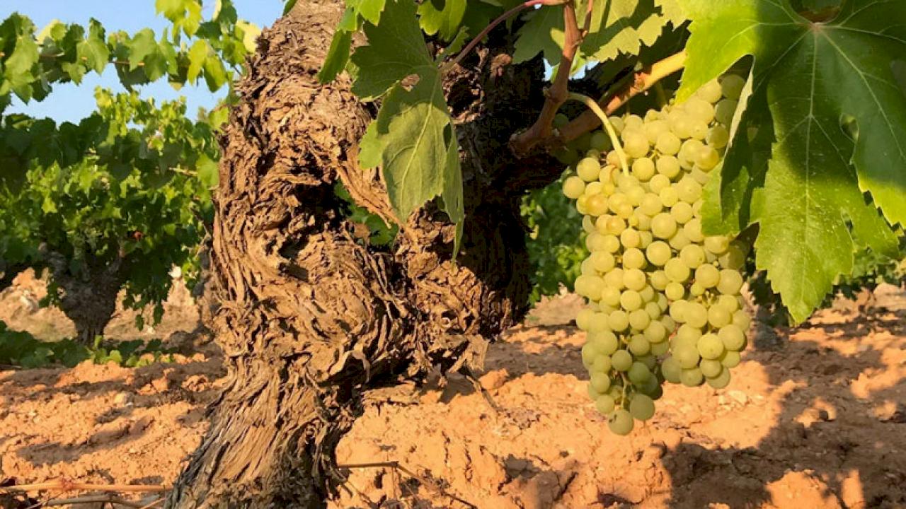 Winery with 10 hectares of vineyards.