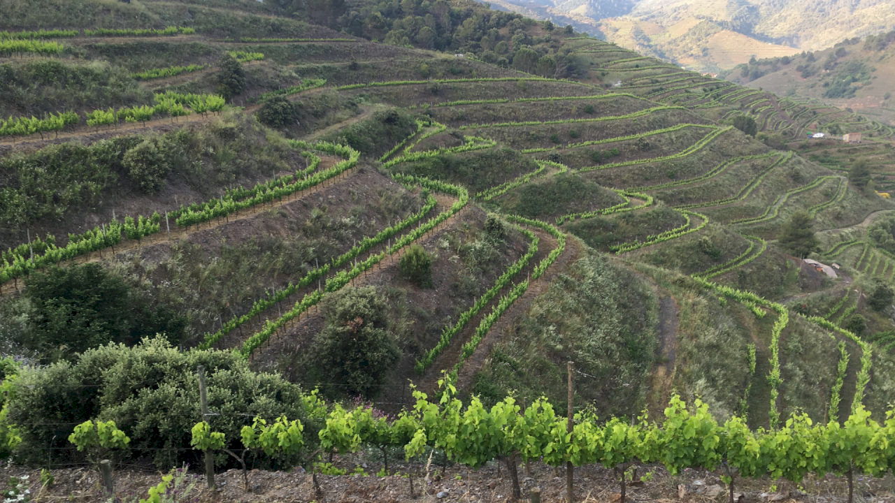 Vendesi vigneto di alta qualità a Porrera, con possibilità di integrare servizi agricoli e vitivinicoli.