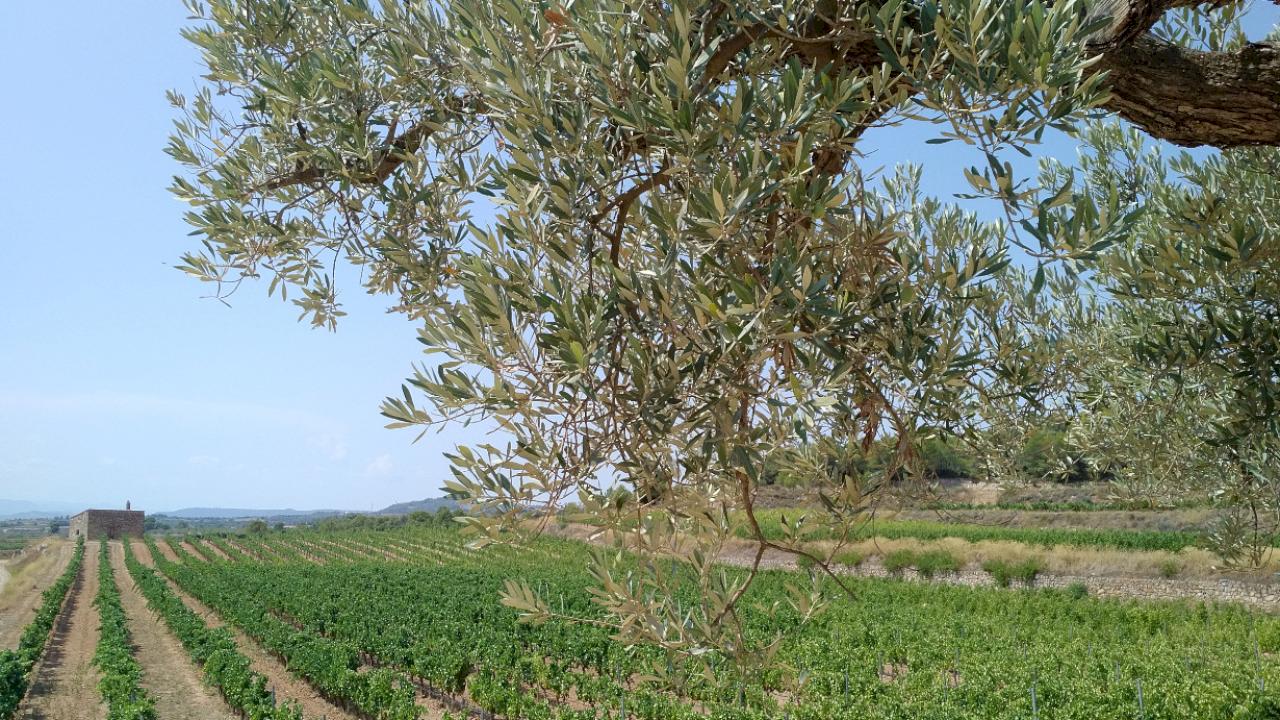 Weingut auf 20 ha großen Fläche mit ökologischer Finca.