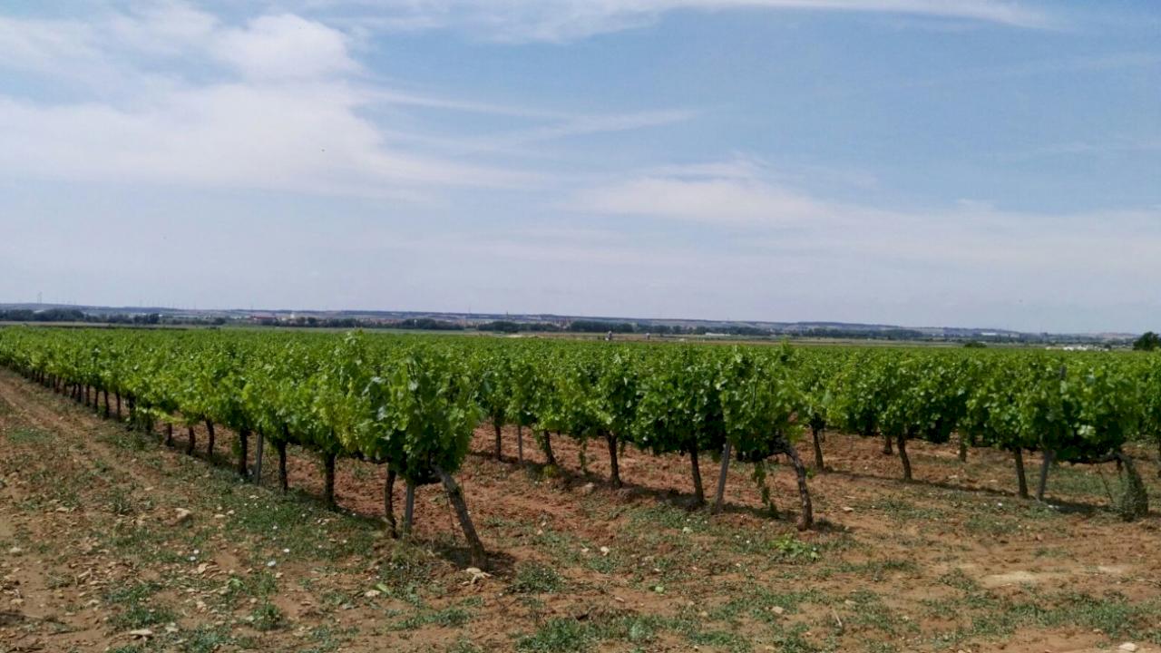 Bodega ecológica con viñedos en Navarra.