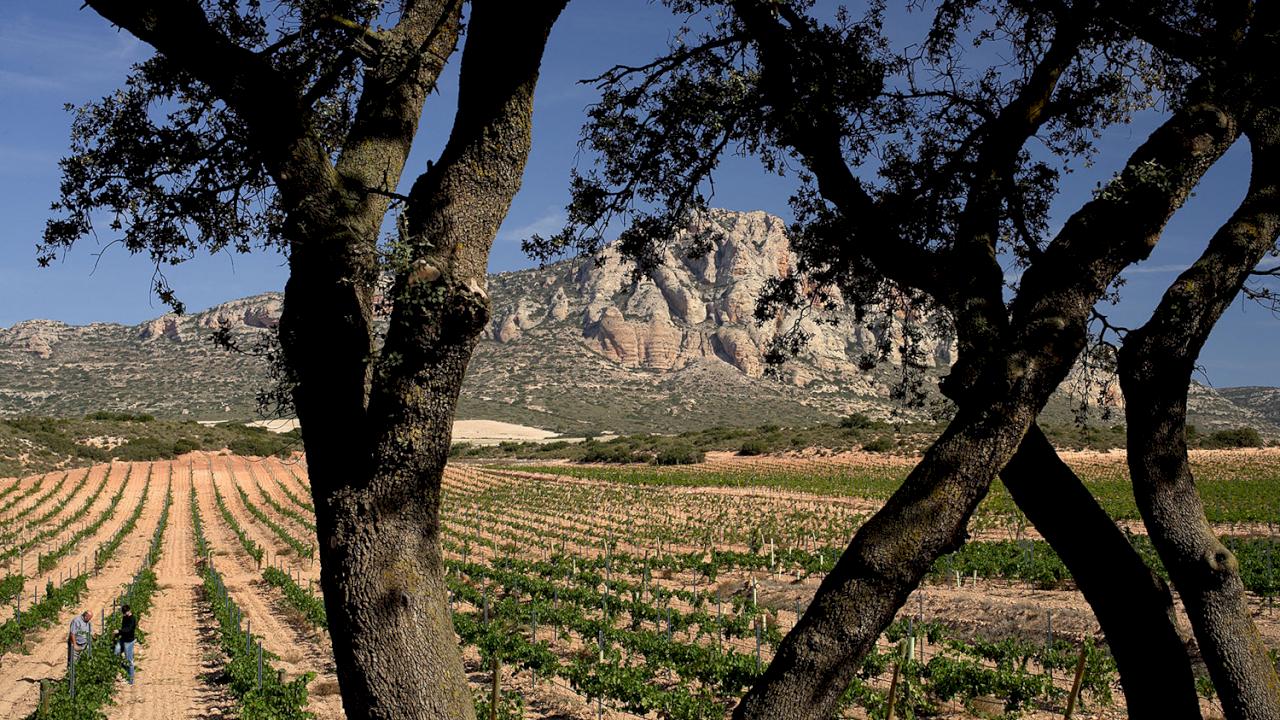 Groupe de caves viticoles situées dans diverses régions vinicoles espagnoles, idéal pour investir.