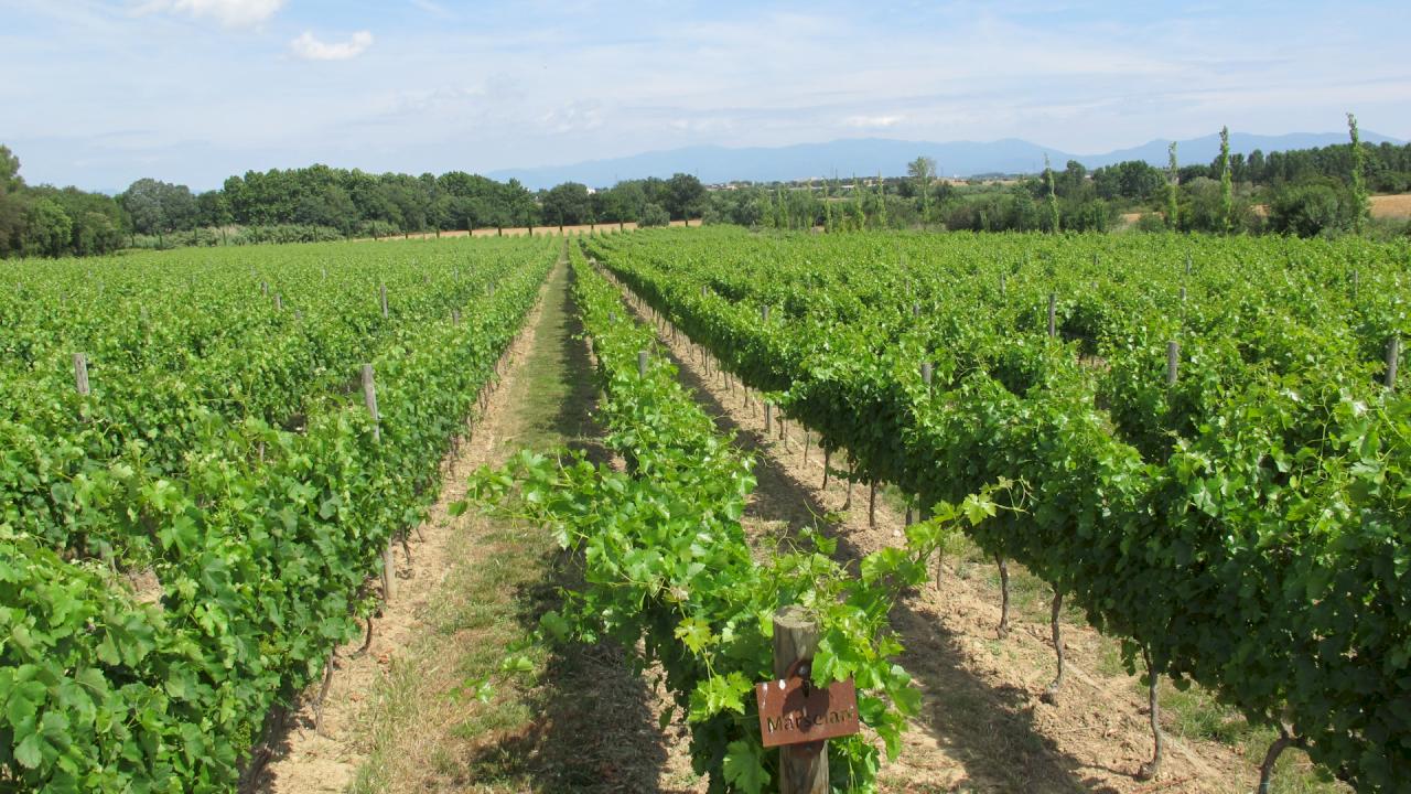 Azienda vinicola in vendita nella DO Alto Ampurdán.