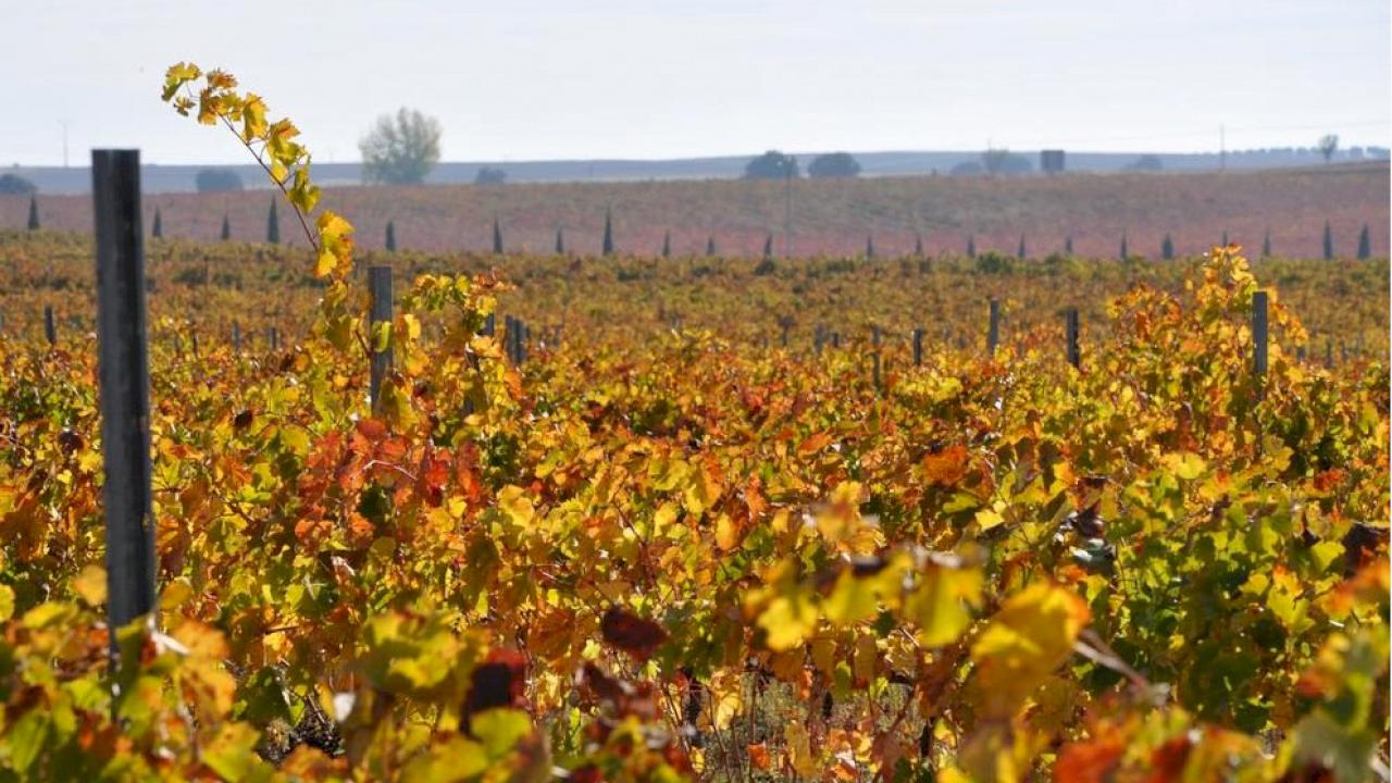 Large size winery in DO La Mancha.