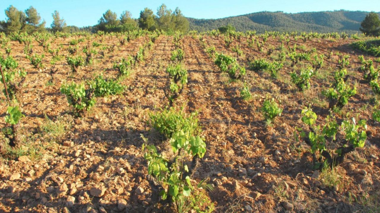 Small winery of organic production