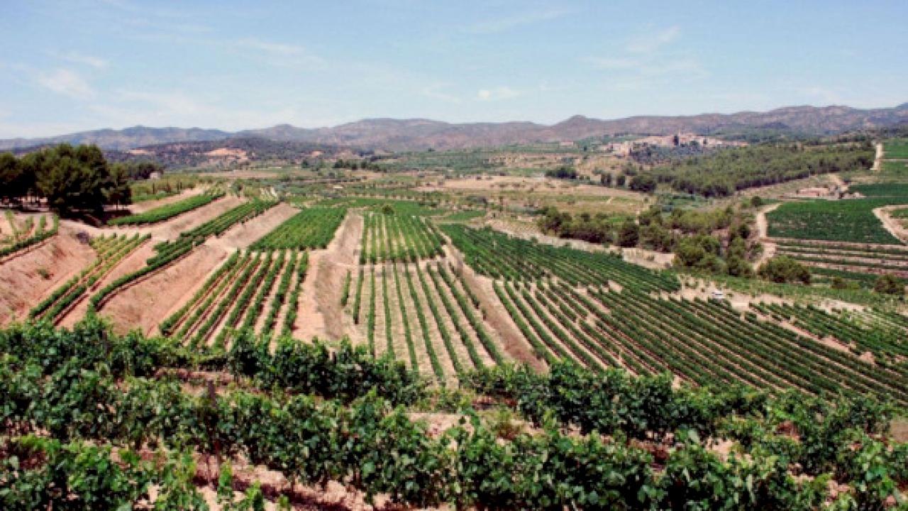 Weingut mit eigenen Weinberge in DO Montsant zu verkaufen.